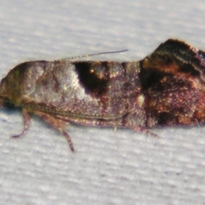 Eupselia holoxantha at Sheldon, QLD - suppressed