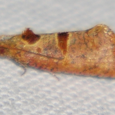 Glyphidoptera insignana (a tufted Tortrix moth) at Sheldon, QLD - 22 Jun 2007 by PJH123