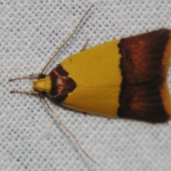 Heteroteucha dichroella (A Concealer moth (Wingia Group)) at Sheldon, QLD - 22 Jun 2007 by PJH123