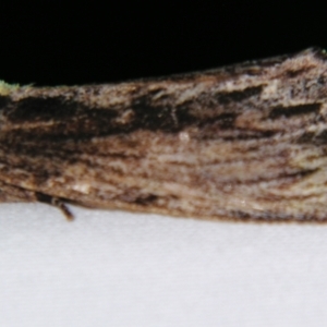 Hylaeora capucina at Sheldon, QLD - suppressed
