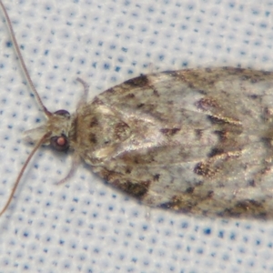 Isotenes miserana at Sheldon, QLD - 22 Jun 2007