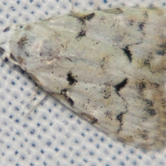 Nola argentea (Silver Tuft-moth) at Sheldon, QLD - 22 Jun 2007 by PJH123