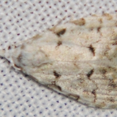 Nola argentea at Sheldon, QLD - suppressed