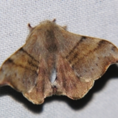 Panacela lewinae (Lewin's Bag-shelter Moth) at Sheldon, QLD - 22 Jun 2007 by PJH123