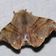 Panacela lewinae (A Monkey moth) at Sheldon, QLD - 22 Jun 2007 by PJH123