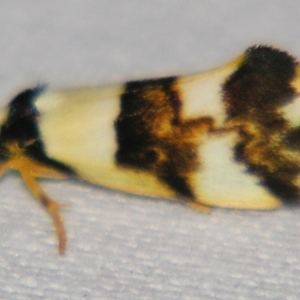 Philenora aspectalella at Sheldon, QLD - suppressed