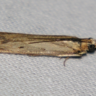 Faveria tritalis (Couchgrass Webworm) at Sheldon, QLD - 22 Jun 2007 by PJH123