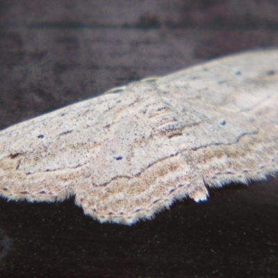 Scopula desita (A Geometer moth) at Sheldon, QLD - 22 Jun 2007 by PJH123