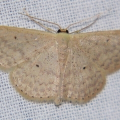 Scopula optivata (Varied Wave) at Sheldon, QLD - 22 Jun 2007 by PJH123