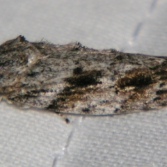 Agriophara confertella (A Flat-bodied moth (Depressidae) at Sheldon, QLD - 29 Jun 2007 by PJH123