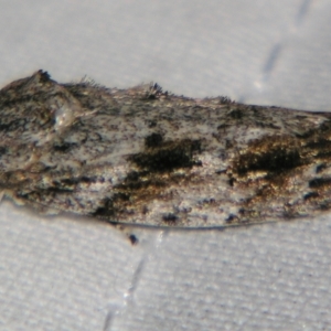 Agriophara confertella at Sheldon, QLD - suppressed