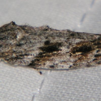 Agriophara confertella (A Flat-bodied moth (Depressidae) at Sheldon, QLD - 29 Jun 2007 by PJH123