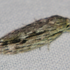 Agriophara (genus) (A Flat-bodied moth (Stenomatinae, Depressariidae)) at Sheldon, QLD - 29 Jun 2007 by PJH123