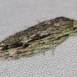 Agriophara (genus) at Sheldon, QLD - suppressed