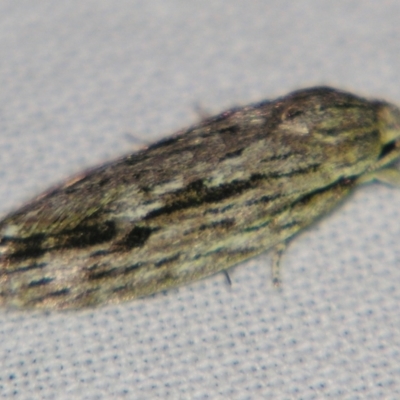 Agriophara (genus) (A Gelechioid moth (Stenomatinae)) at Sheldon, QLD - 29 Jun 2007 by PJH123
