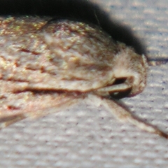 Agriophara (genus) at Sheldon, QLD - suppressed