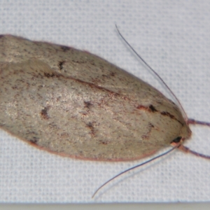 Euchaetis inceptella at Sheldon, QLD - 29 Jun 2007