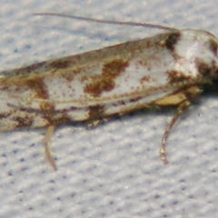 Oxythecta hieroglyphica (A scat moth) at Sheldon, QLD - 29 Jun 2007 by PJH123