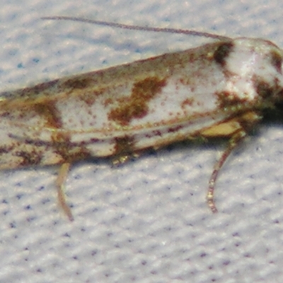 Oxythecta hieroglyphica (A scat moth) at Sheldon, QLD - 29 Jun 2007 by PJH123