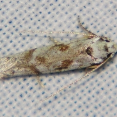 Oxythecta hieroglyphica at Sheldon, QLD - suppressed