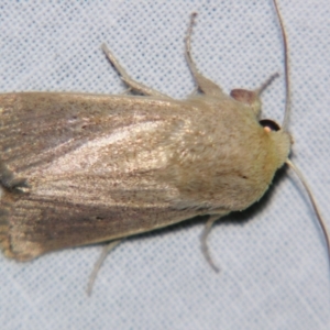 Leucania abdominalis at Sheldon, QLD - suppressed