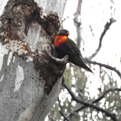 Trichoglossus moluccanus (Rainbow Lorikeet) at Acton, ACT - 15 Aug 2023 by HelenCross
