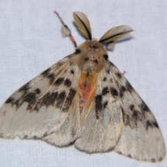 Lymantria antennata (A Noctuid moth (Eribidae)) at Sheldon, QLD - 29 Jun 2007 by PJH123