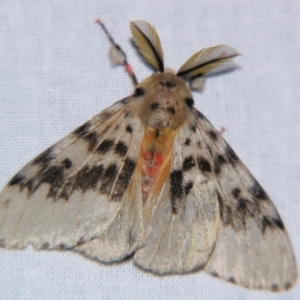 Lymantria antennata at Sheldon, QLD - suppressed