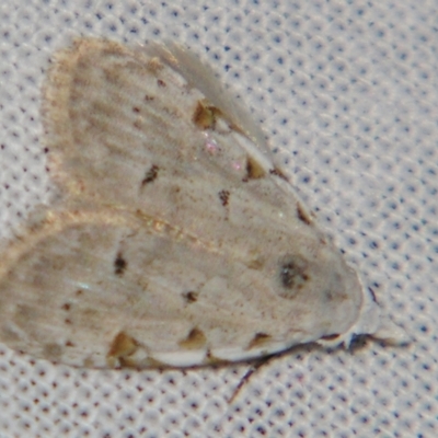Nola argentea (Silver Tuft-moth) at Sheldon, QLD - 29 Jun 2007 by PJH123
