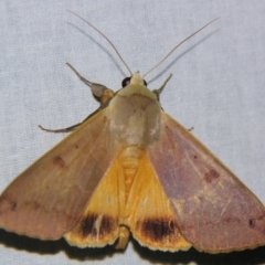 Ophiusa disjungens (Guava Moth) at Sheldon, QLD - 29 Jun 2007 by PJH123