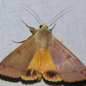 Ophiusa disjungens at Sheldon, QLD - suppressed