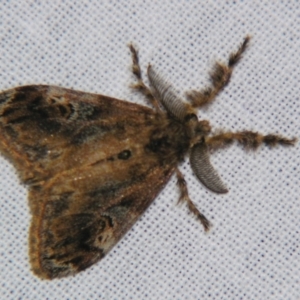 Orgyia australis at Sheldon, QLD - suppressed