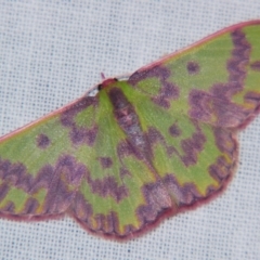 Prasinocyma rhodocosma (Northern Emerald) at Sheldon, QLD - 29 Jun 2007 by PJH123