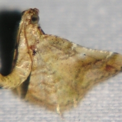 Scenedra decoratalis (A Pyralid moth) at Sheldon, QLD - 29 Jun 2007 by PJH123