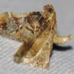 Scenedra decoratalis at Sheldon, QLD - 29 Jun 2007