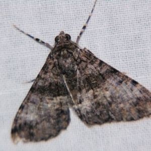 Gastrinodes argoplaca at Sheldon, QLD - 29 Jun 2007