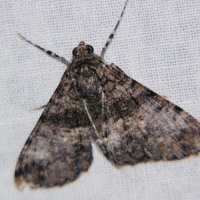 Gastrinodes argoplaca (Cryptic Bark Moth) at Sheldon, QLD - 29 Jun 2007 by PJH123