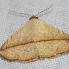 Autoba versicolor (A Noctuid moth (Acontiinae subfamily0) at Sheldon, QLD - 6 Jul 2007 by PJH123