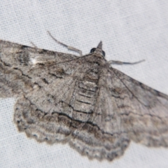 Cleora displicata (A Cleora Bark Moth (Boarmiini) at Sheldon, QLD - 6 Jul 2007 by PJH123