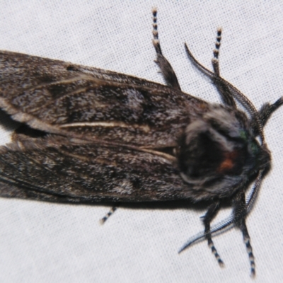 Ptilomacra senex (Cossid Moth or 'Wood Moth') at Sheldon, QLD - 6 Jul 2007 by PJH123