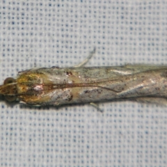 Etiella behrii (Lucerne Seed Web Moth) at Sheldon, QLD - 6 Jul 2007 by PJH123