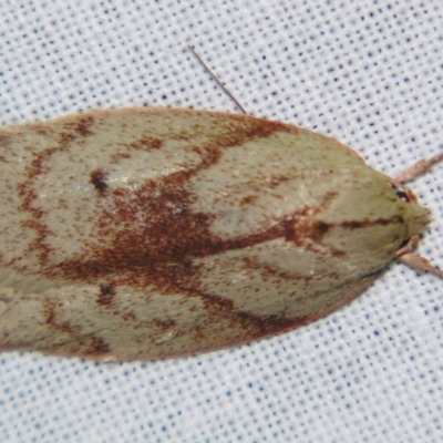 Euchaetis (genus) (A Concealer moth (Wingia Group, subgroup 11)) at Sheldon, QLD - 6 Jul 2007 by PJH123