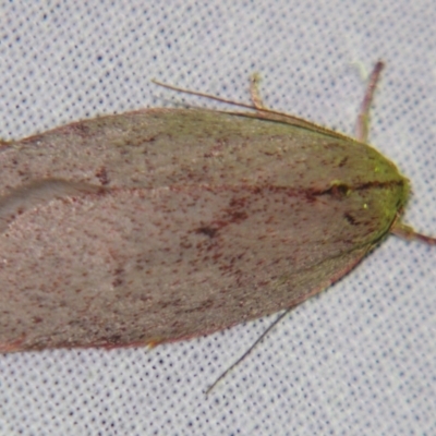 Euchaetis (genus) (A Concealer moth (Wingia Group, subgroup 11)) at Sheldon, QLD - 6 Jul 2007 by PJH123