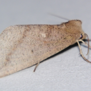 Fisera hypoleuca at Sheldon, QLD - suppressed