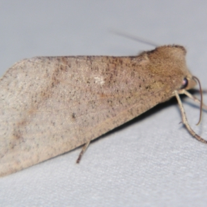 Fisera hypoleuca at Sheldon, QLD - 6 Jul 2007