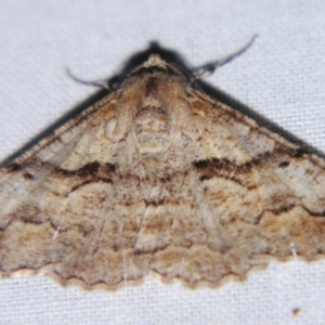 Gastrinodes bitaeniaria at Sheldon, QLD - 6 Jul 2007