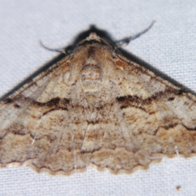 Gastrinodes bitaeniaria (Buff Bark Moth) at Sheldon, QLD - 6 Jul 2007 by PJH123