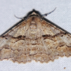 Gastrinodes bitaeniaria (Buff Bark Moth) at Sheldon, QLD - 6 Jul 2007 by PJH123