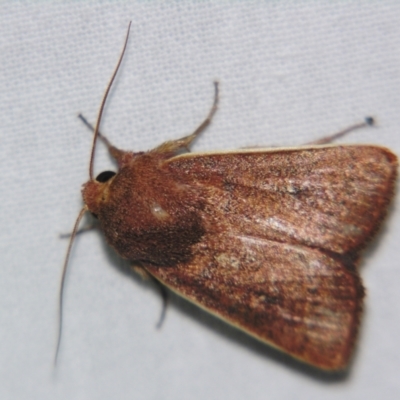 Leucania leucosta (A Noctuid moth (Hadeninae)) at Sheldon, QLD - 6 Jul 2007 by PJH123