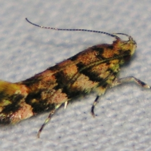 Macrobathra rubicundella at Sheldon, QLD - suppressed